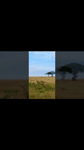 Scenic Lions! #Wildlife | #ShortsAfrica