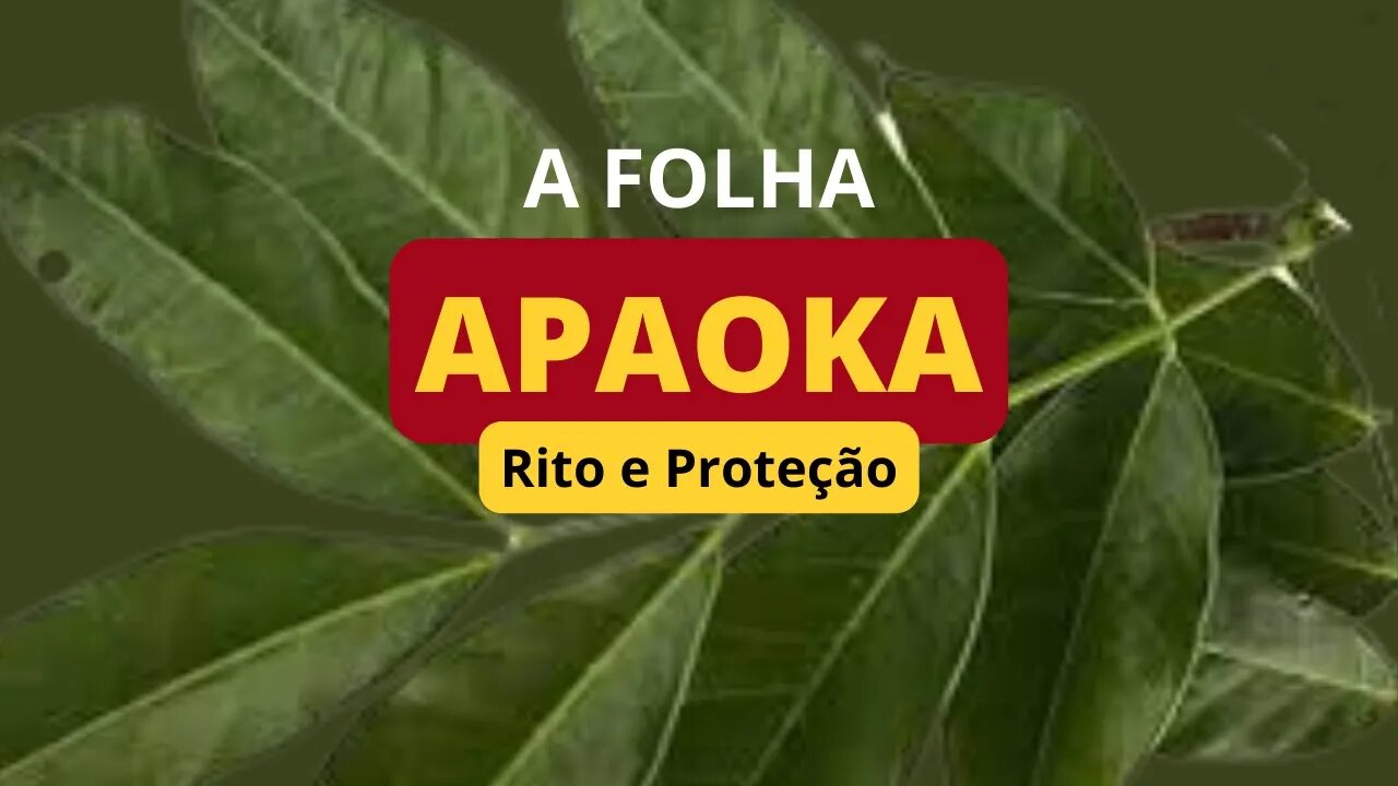 O PODER E MAGIA DA FOPLHA APAOKA - @KitandadosOrixas