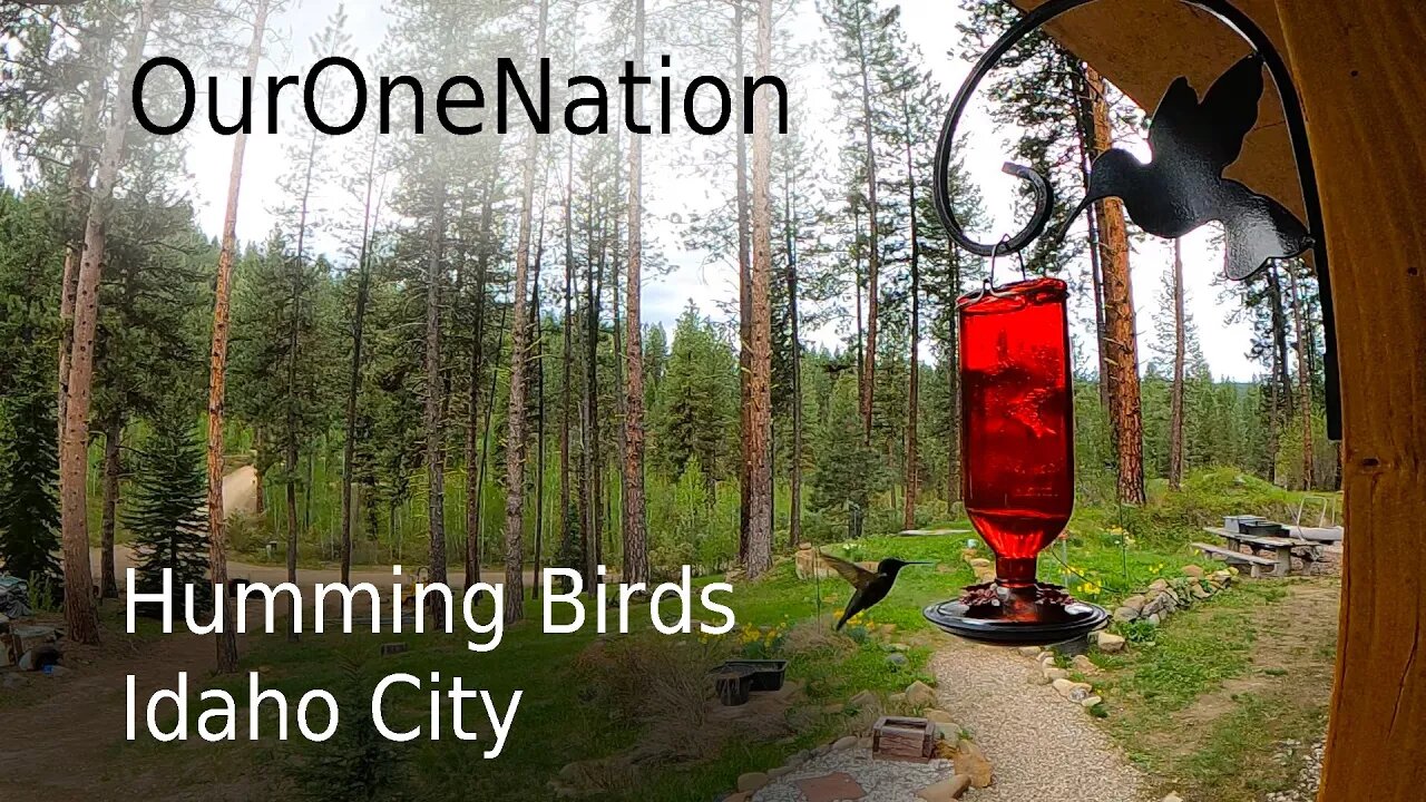 Humming Birds in Idaho City, Idaho – OurOneNation