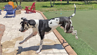 Great Dane Has Great Fun Chasing His Ball In The Pool