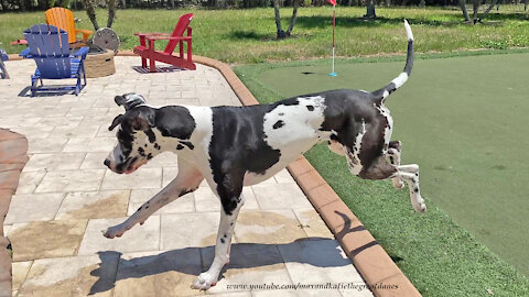 Great Dane Has Great Fun Chasing His Ball In The Pool