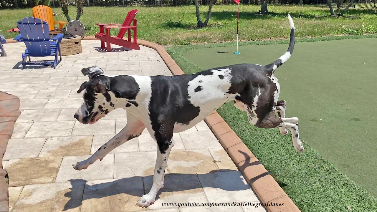 Great Dane Has Great Fun Chasing His Ball In The Pool