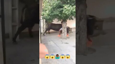 Dude Plays With Bull and Instantly Regrets it 😱😅 #shorts