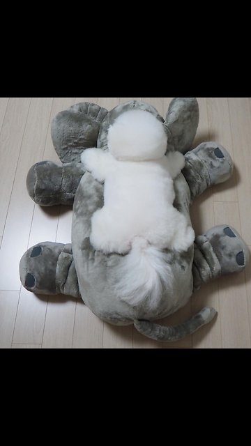 Puppy adorably stretches out on top of stuffed animal