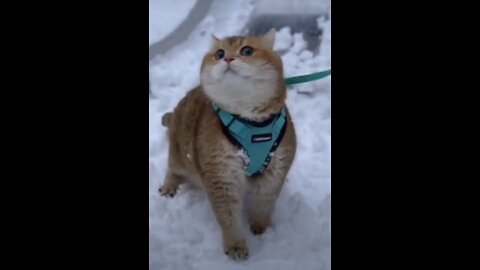 Funny and cute cat plays in the snow