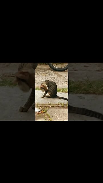 Perritos, gatito y tormenta (16/03/2023)