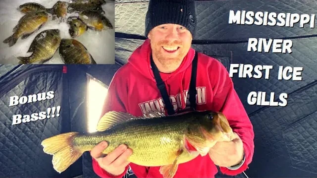 Mississippi River First Ice Bluegills, Mississippi River Backwater Bluegills | Huge Bonus Bass!!!