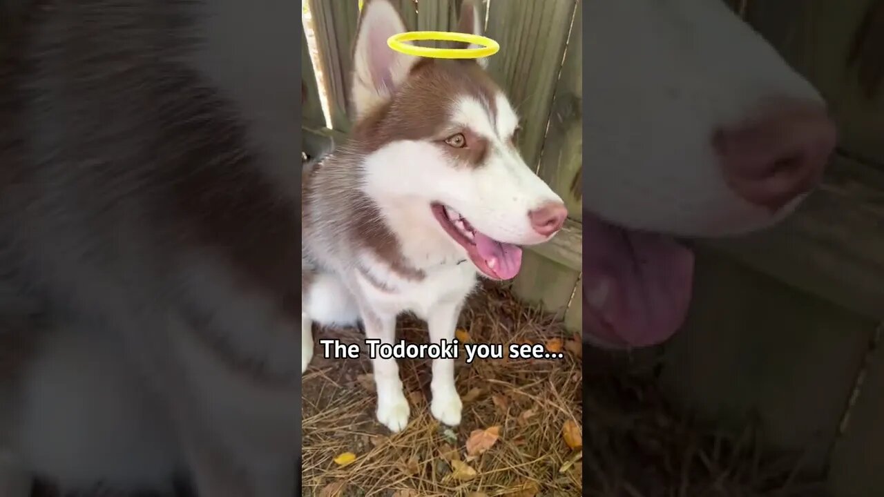 My Husky YouTube vs Reality