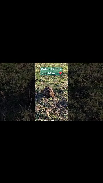 Cute echidna ❤️