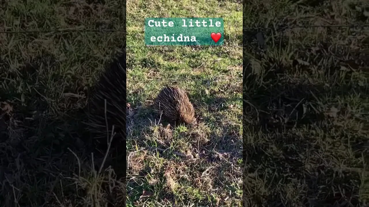 Cute echidna ❤️