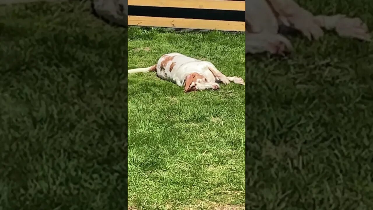 #sunbathing #lazy #lazydogs #bassethound #dogshorts #dogsofyoutube
