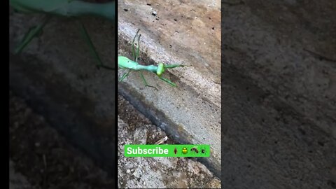 First time I saw this FREAKY insect of the ranch! 🐛🐜🕷🦟 #shorts #viral #tiktok #trending