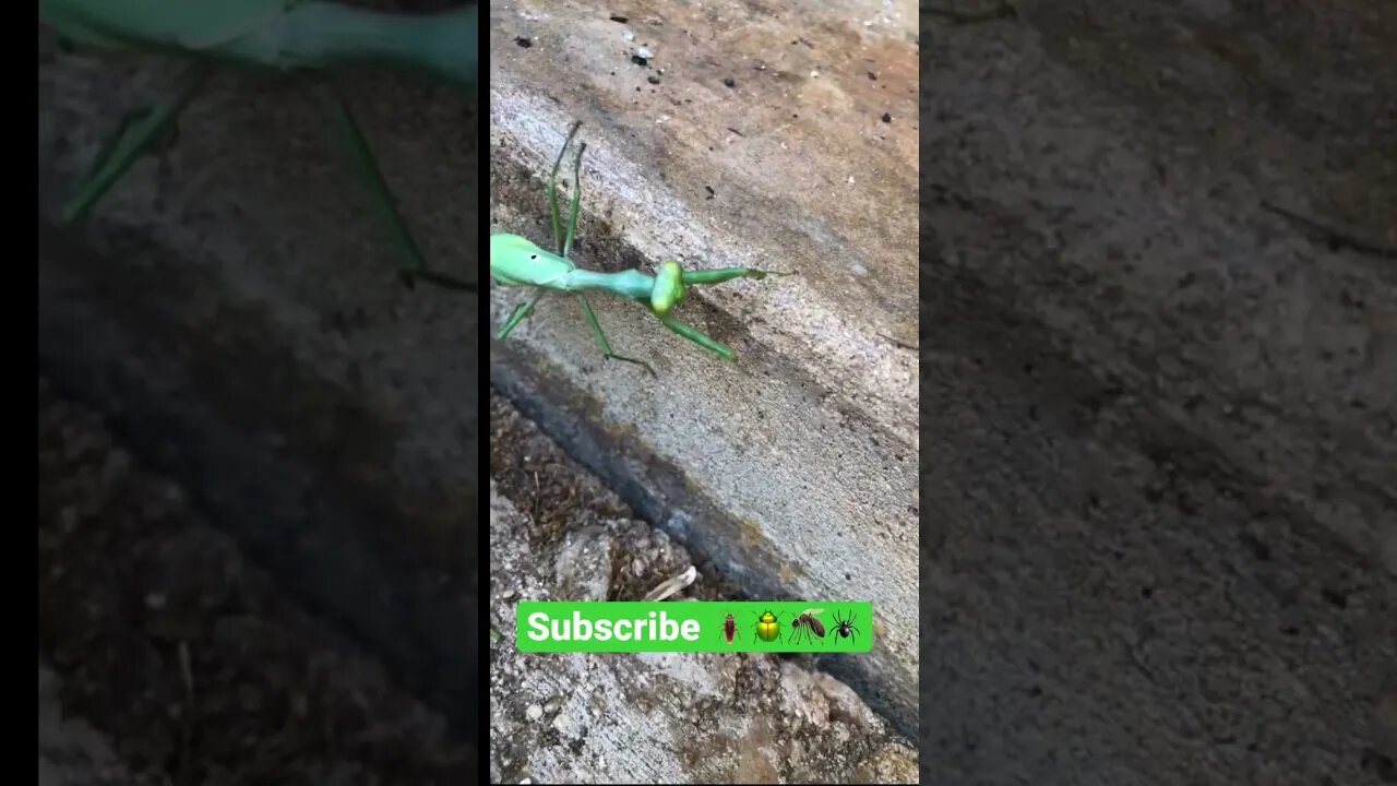 First time I saw this FREAKY insect of the ranch! 🐛🐜🕷🦟 #shorts #viral #tiktok #trending