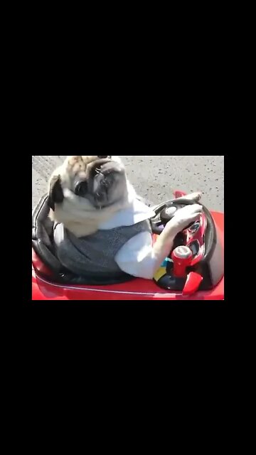 Great parking #shorts #pug 🐶