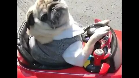 Great parking #shorts #pug 🐶