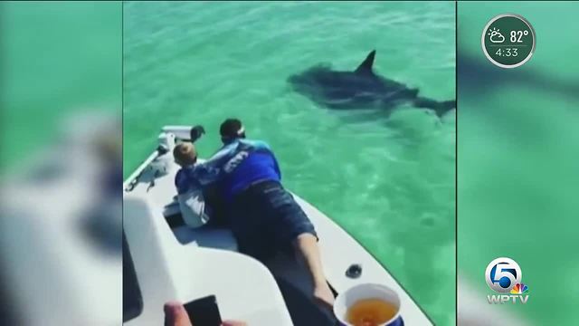 Large hammerhead shark off anna maria island