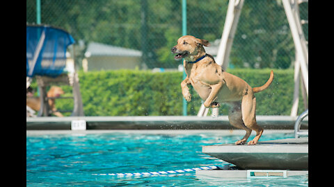 Teaching My Dogs How To Swim (with simple tricks)