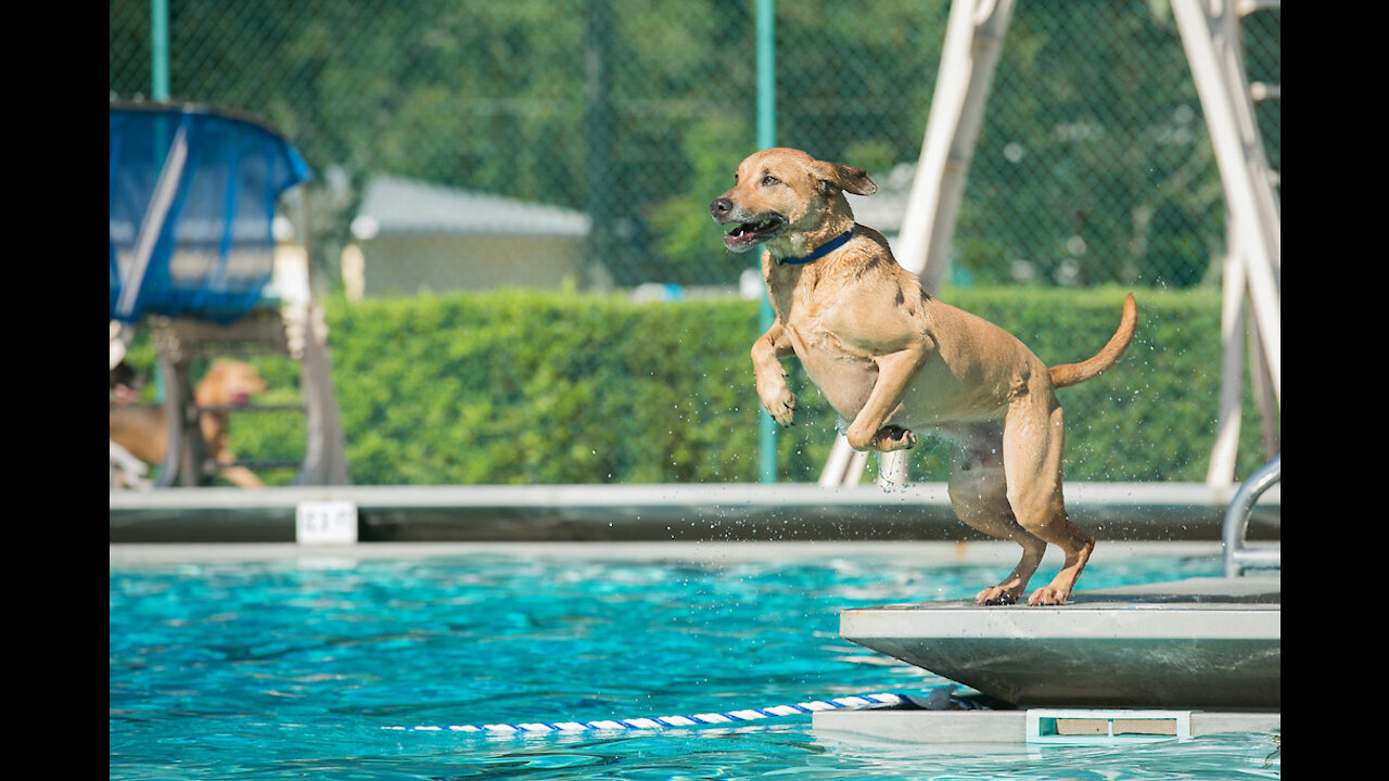 Teaching My Dogs How To Swim (with simple tricks)