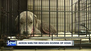 Akron's One of a Kind Pet Rescue seeking donations to care for nearly 50 sick dogs
