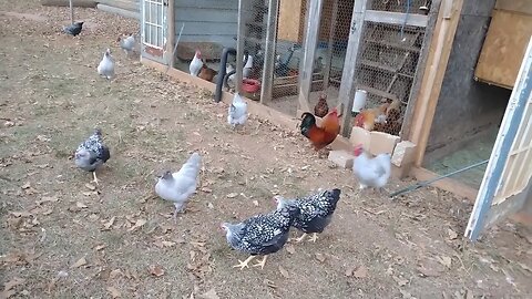 Baby Chicks starting to lay. Prepping 2022 2023