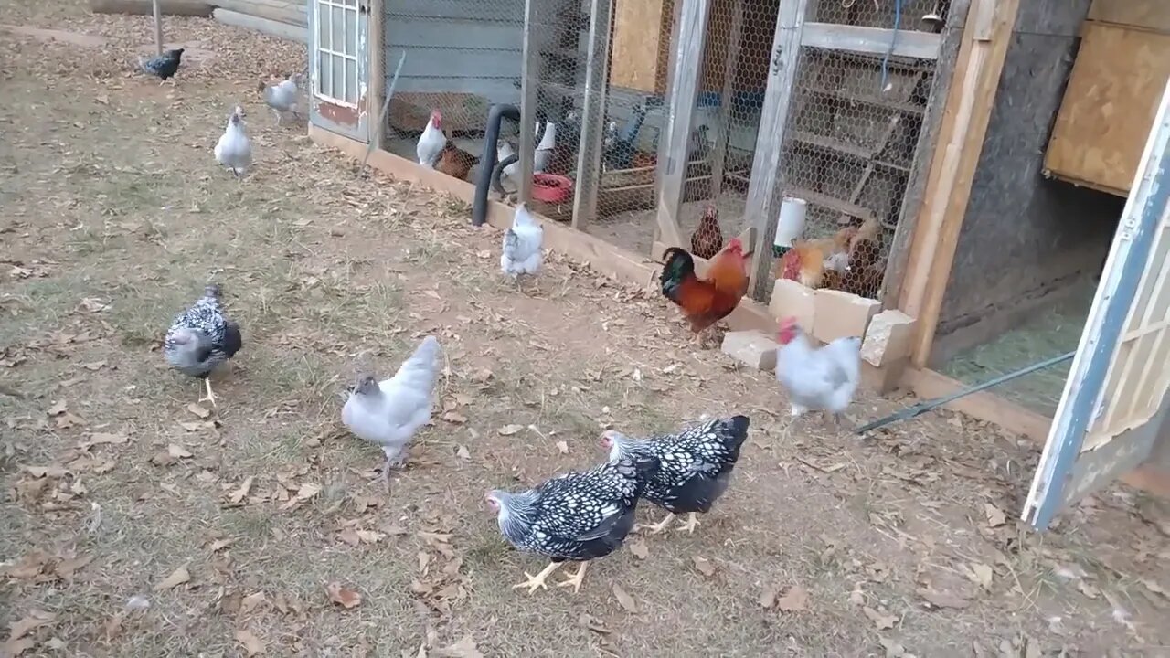 Baby Chicks starting to lay. Prepping 2022 2023
