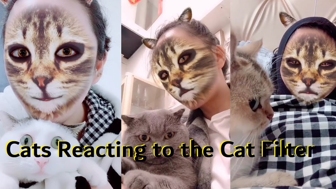 Cats Reacting to the Cat Filter