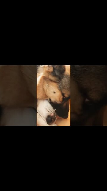 My Shespky And Her Husky Dad #shorts #shepsky #siberianhusky