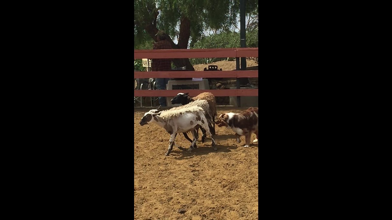 Australian Shepherd aces his instinct herding test