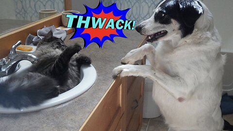 ANGRY CAT Slaps OVER EAGER DOG 🤣