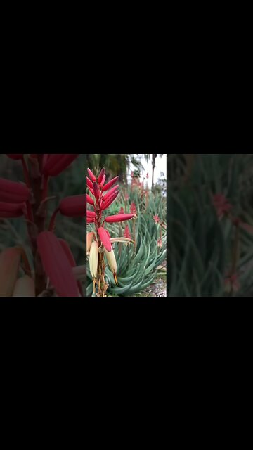 Succulent gardening helps alleviate anxiety and depression