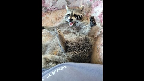 Raccoon Wrestling