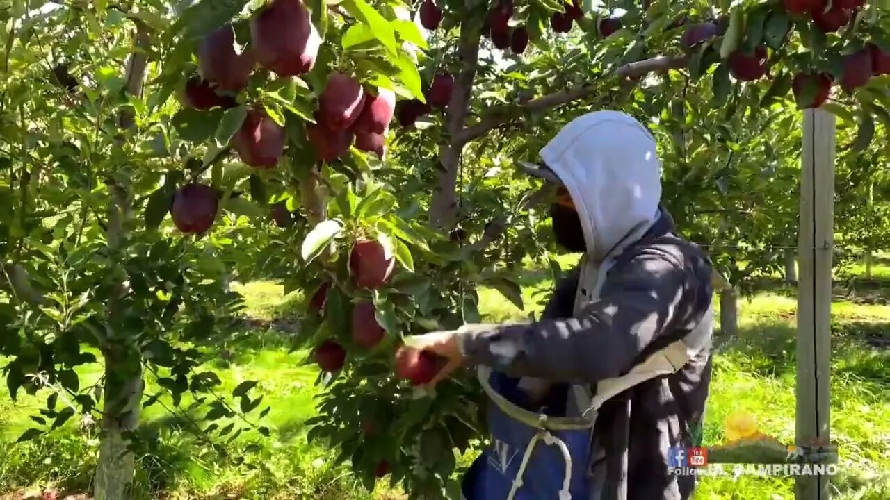 THE MOST BIGGEST APPLE FARM