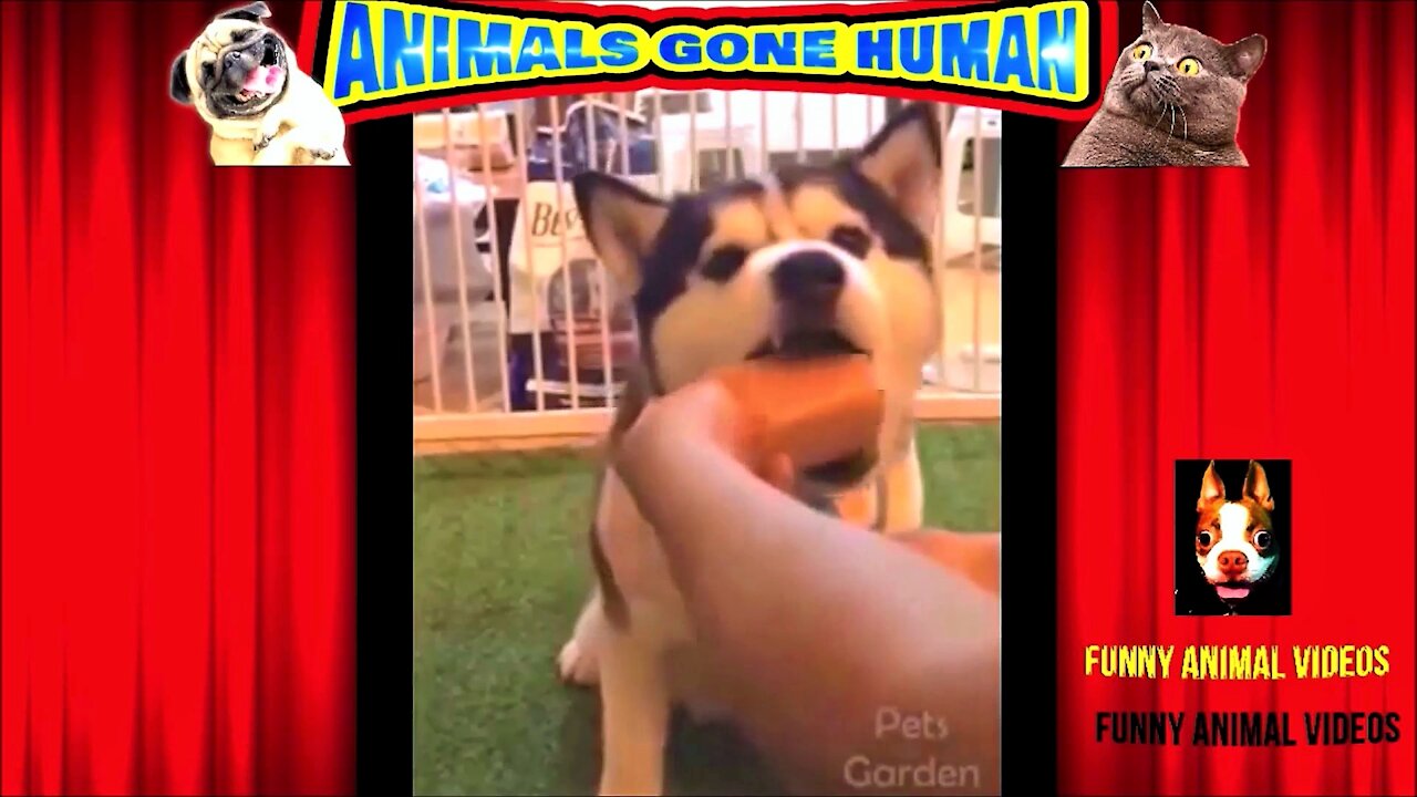 All this dog wants is the big chunk of cheese!