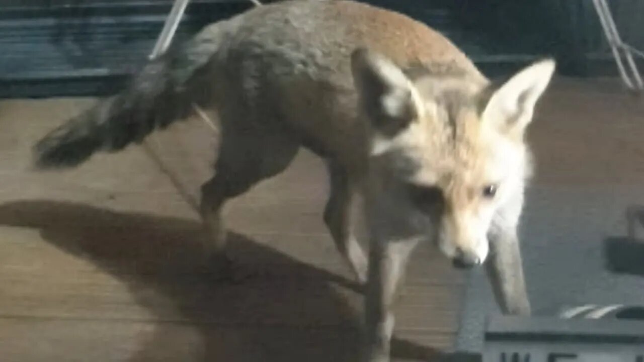 🦊Friendly urban #fox comes running down the garden for dinner #SHORT