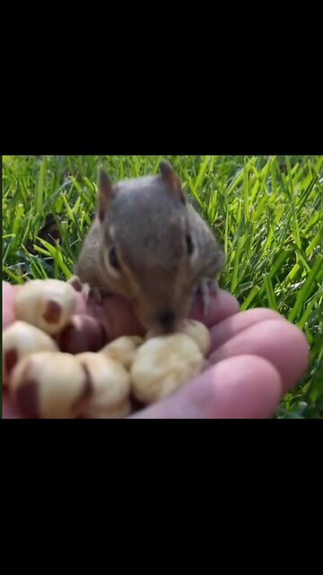 fascinating world of squirrels and their cheeky habits.