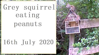 Grey squirrel eating peanuts at the nut-hut