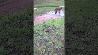 The secret lives of horses