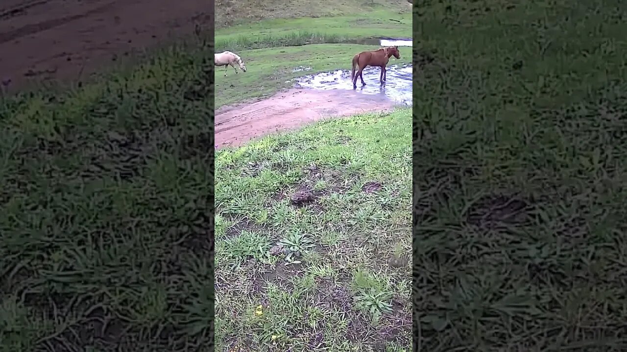 The secret lives of horses