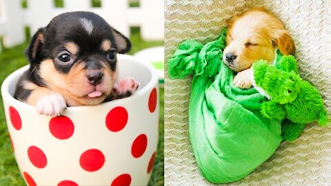 Baby Dogs - Cute and Funny Dog Videos Compilation cambodia