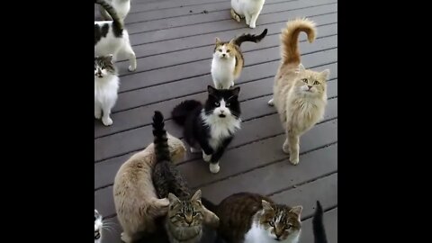 The herd still hungers. #cat #status #shortvideo #short #shorts