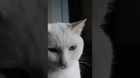 #shortscatsvideos #shorts cats videos#shortspetsvideos #shortspetsvideos #shortsanimalsvideos