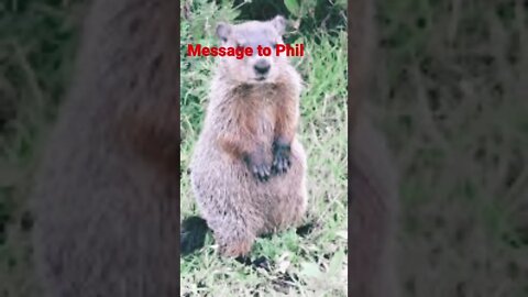 Ground Hog Day Message #shorts