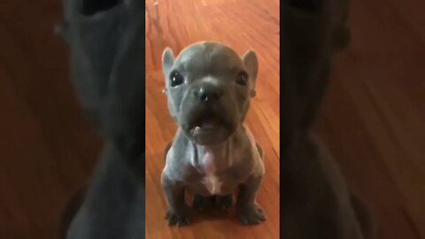 Puppy Growls Like Lion