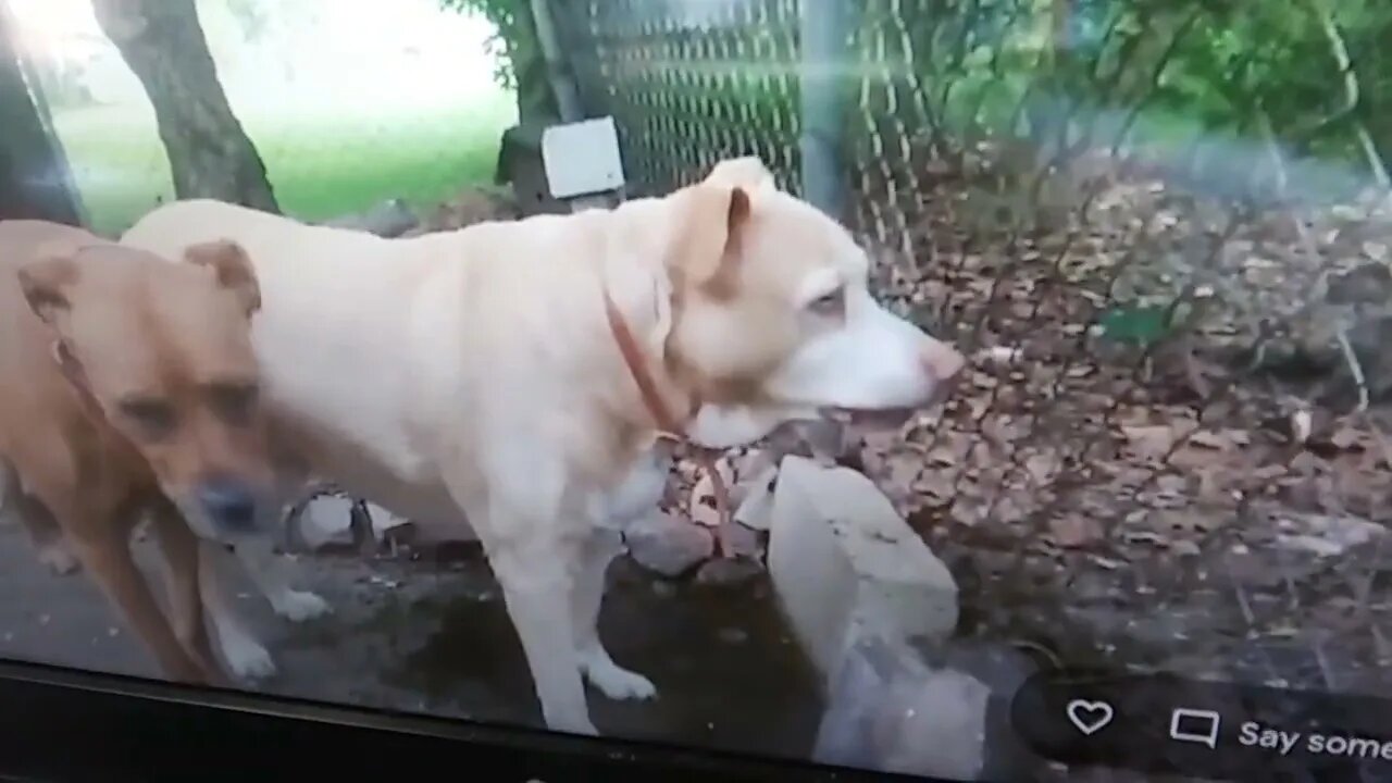 PARIS, TX DOG BARKING AT A TURTLE West Paris, April 30, 2022