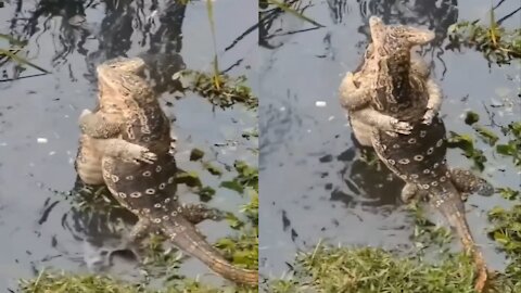 Crocodile Hugging Each Other With Love