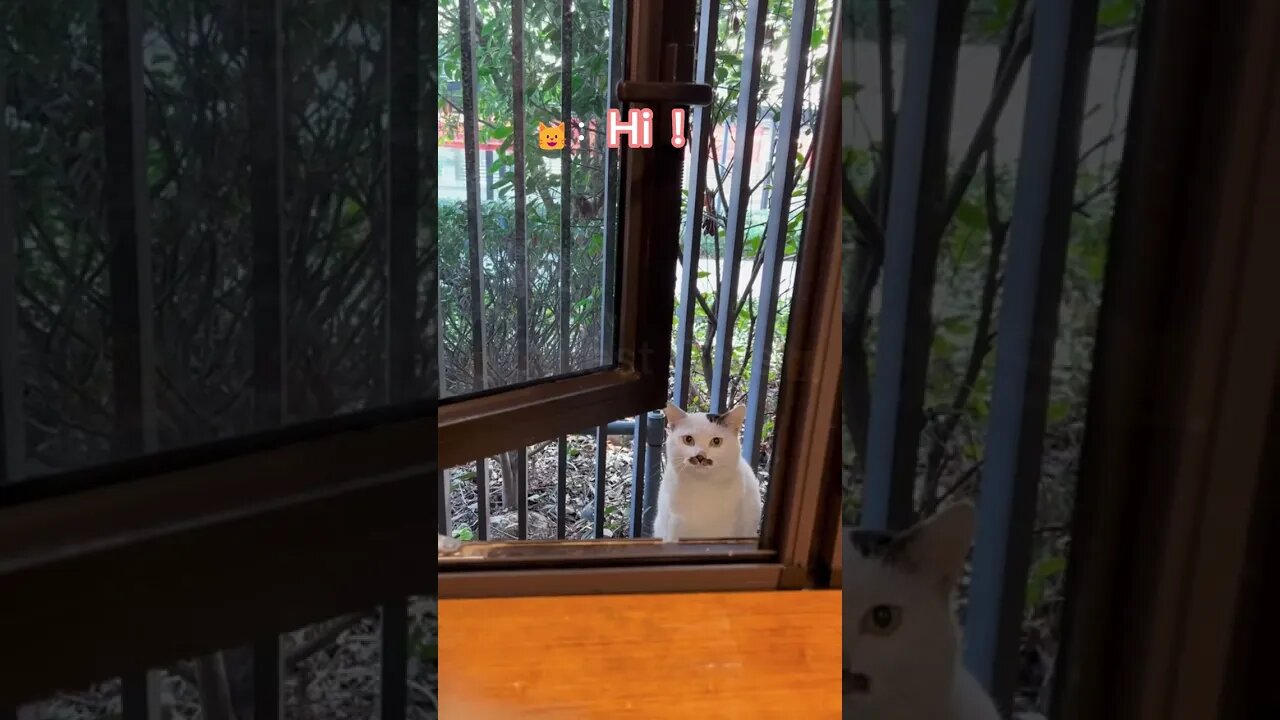 🐱Cutest Cats🐱Cat comes to the window