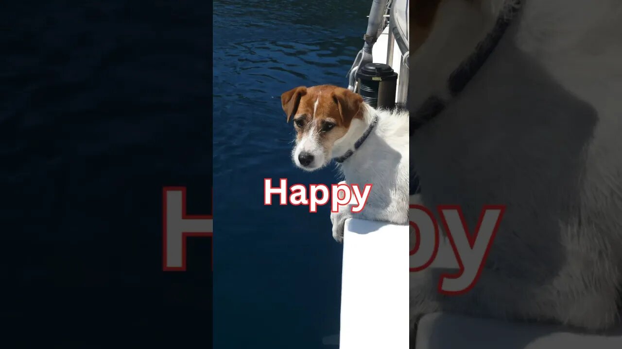 Happy National Maritime Day! Here are some dogs on boats to help celebrate 🐾⚓️⛵️#dog #boat