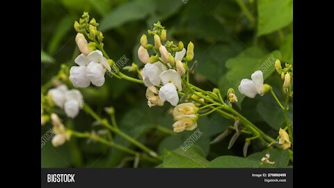 Beautiful Moment of Bean and Bean Tree