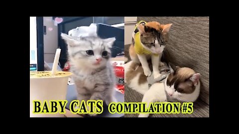 5 Moments That Basically Sum Up Your Cat Video Experience