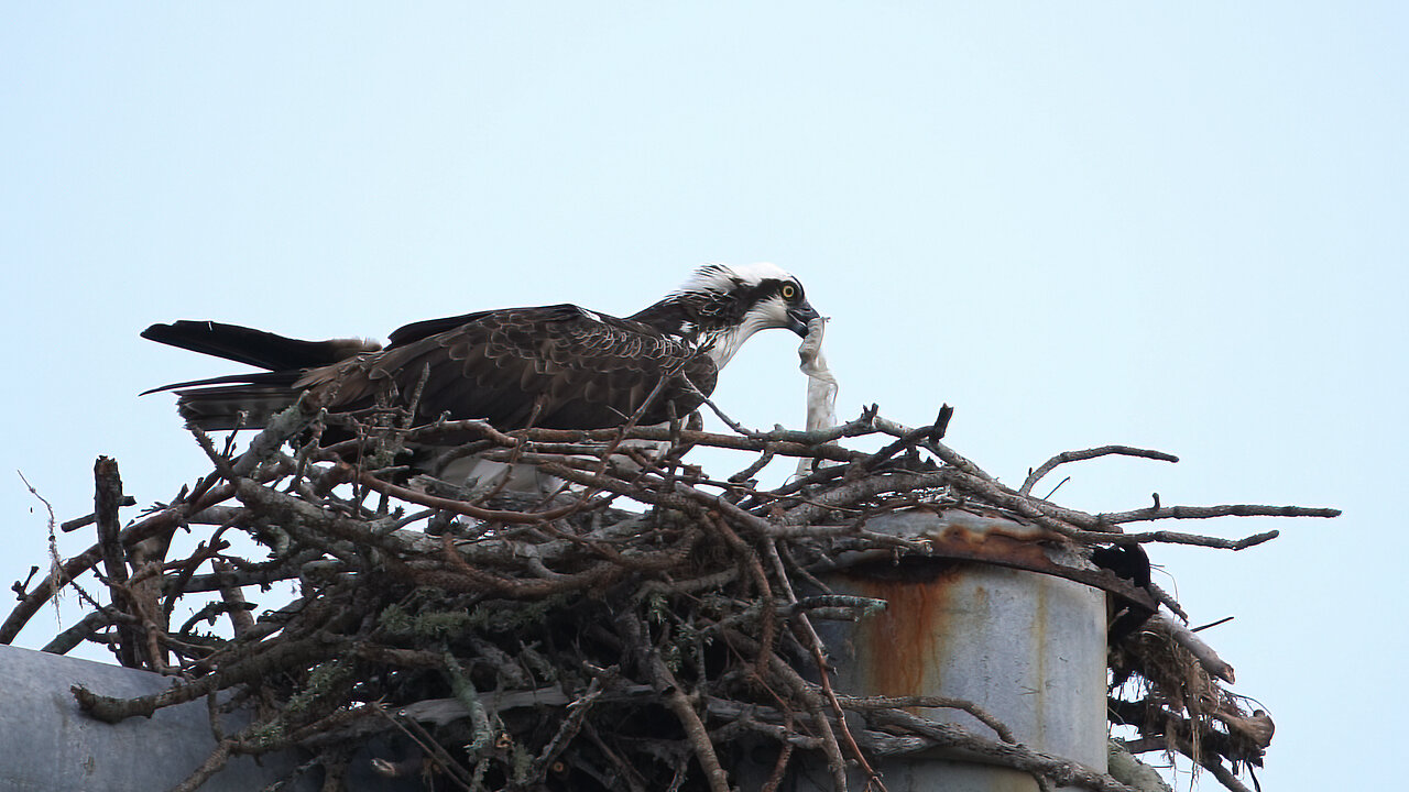 Jill Finds Garbage Mixed in with Nesting Material